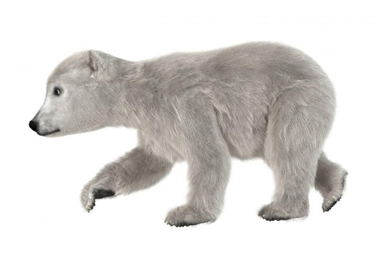 3D Rendering Polar Bear Cub on White Wall Decal