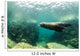Sea Lions Wall Mural