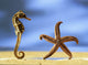 Sea Horse Wall Mural