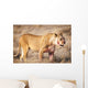 Lioness in the dry grass in the Etosha National Park in Namibia, Africa Wall Mural