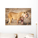 Lioness in the dry grass in the Etosha National Park in Namibia, Africa Wall Mural