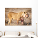 Lioness in the dry grass in the Etosha National Park in Namibia, Africa Wall Mural