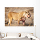 Lioness in the dry grass in the Etosha National Park in Namibia, Africa Wall Mural