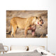 Lioness in the dry grass in the Etosha National Park in Namibia, Africa Wall Mural