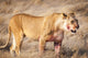 Lioness in the dry grass in the Etosha National Park in Namibia, Africa Wall Mural