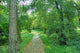 Walking Forest Wall Decal
