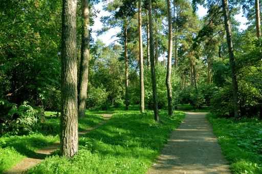 Forest Walk Wall Decal