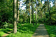 Forest Walk Wall Decal