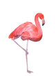 Pink Flamingo Wall Decal