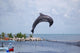 Doplphin Dolphin Research Center Wall Mural