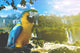 Blue and Yellow Macaw Wall Decal