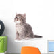 Cute fluffy kitten Wall Decal