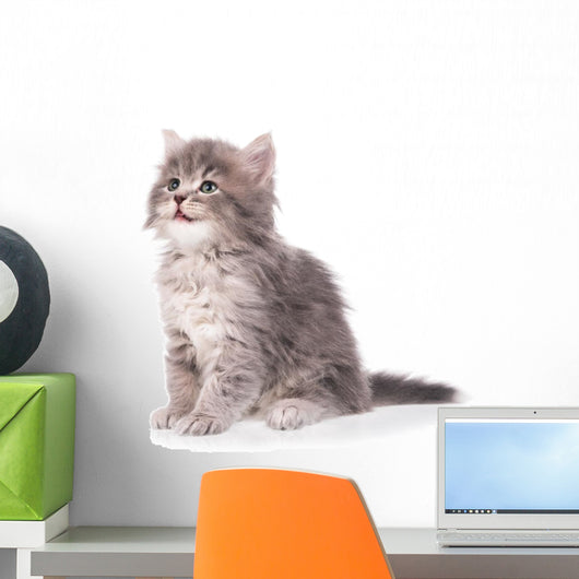 Cute fluffy kitten Wall Decal