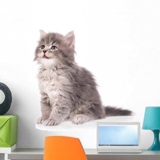 Cute fluffy kitten Wall Decal