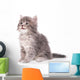 Cute fluffy kitten Wall Decal