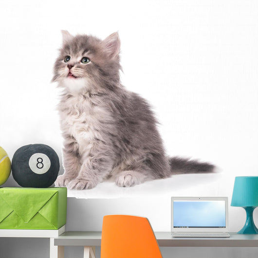 Cute fluffy kitten Wall Decal