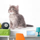 Cute fluffy kitten Wall Decal