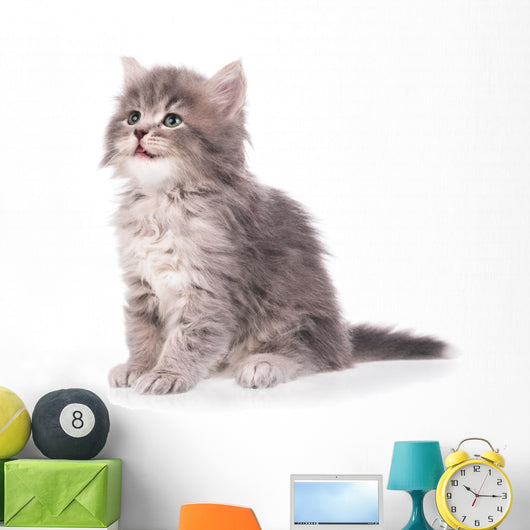 Cute fluffy kitten Wall Decal