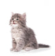 Cute fluffy kitten Wall Decal