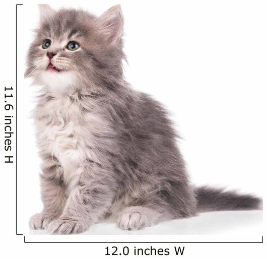 Cute fluffy kitten Wall Decal