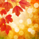  branch with autumn leaves Wall Mural