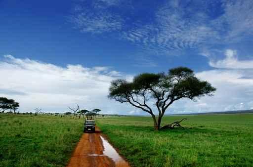 Safari Wall Decal