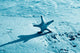 Starfish Wall Mural