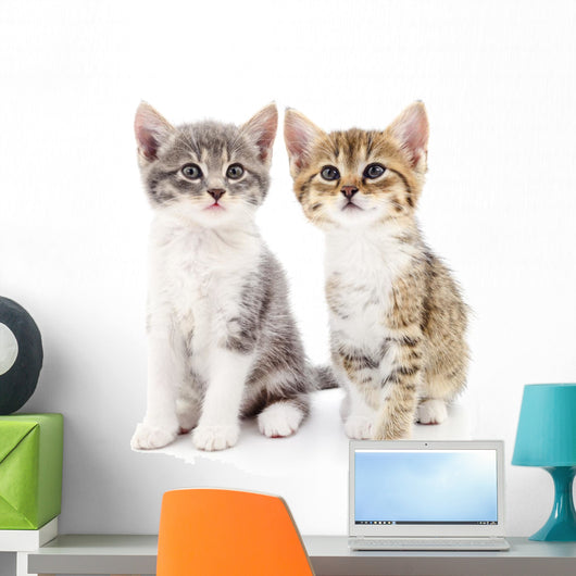Two small kittens Wall Decal