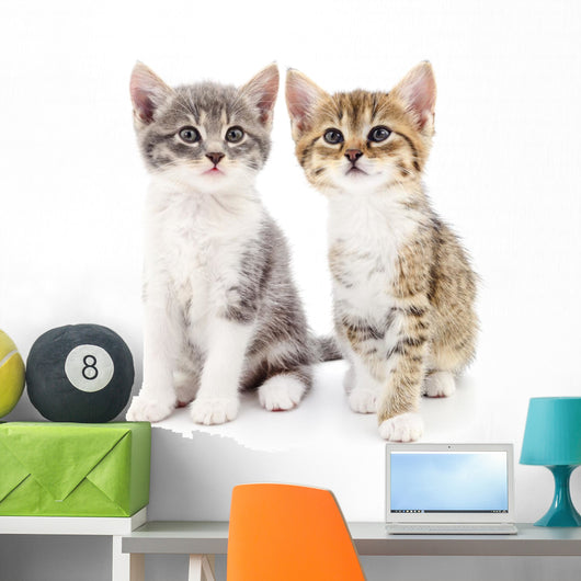 Two small kittens Wall Decal