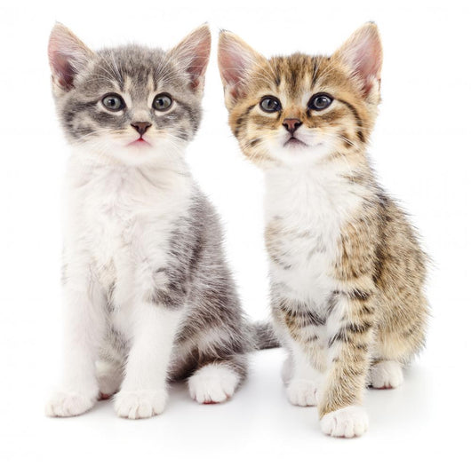 Two small kittens Wall Decal