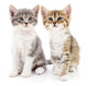 Two small kittens Wall Decal