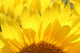 Sunflower Wall Mural