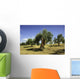 Olive field, Umbria, Italy Wall Mural