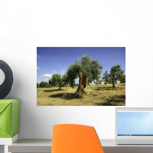 Olive field, Umbria, Italy Wall Mural