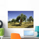 Olive field, Umbria, Italy Wall Mural