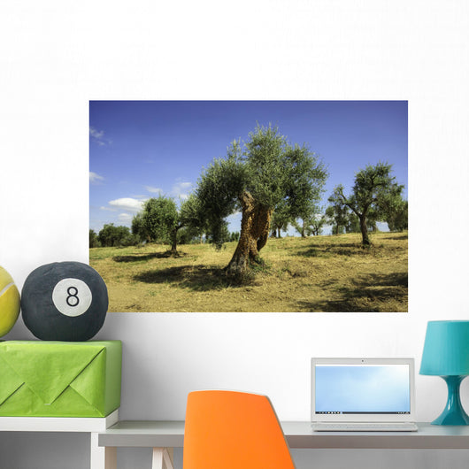 Olive field, Umbria, Italy Wall Mural
