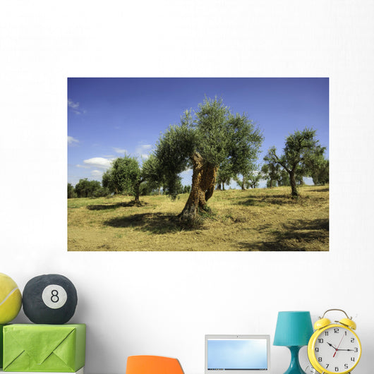 Olive field, Umbria, Italy Wall Mural