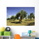 Olive field, Umbria, Italy Wall Mural