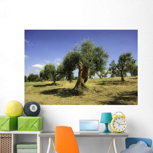 Olive field, Umbria, Italy Wall Mural