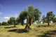 Olive field, Umbria, Italy Wall Mural