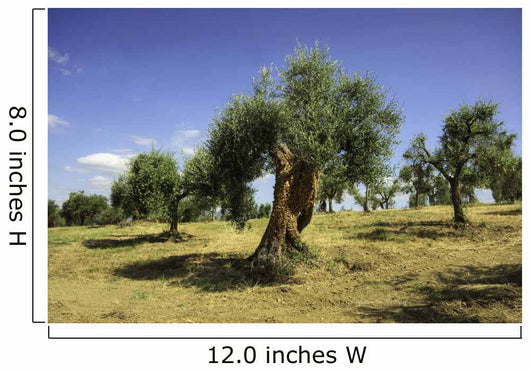 Olive field, Umbria, Italy Wall Mural