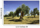 Olive field, Umbria, Italy Wall Mural