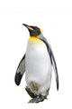 Penguin Wall Decal