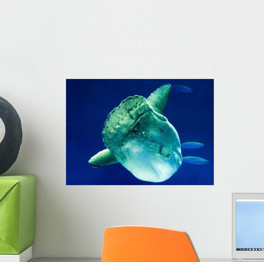 Sunfish Wall Mural