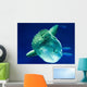 Sunfish Wall Mural