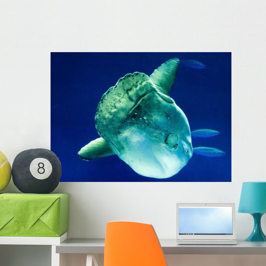 Sunfish Wall Mural