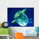 Sunfish Wall Mural