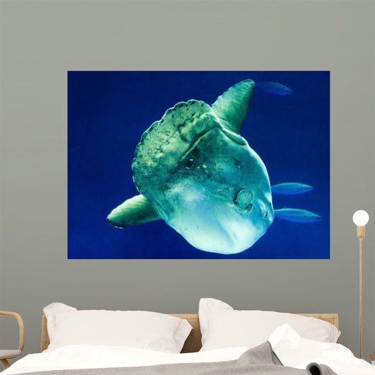 Sunfish Wall Decal