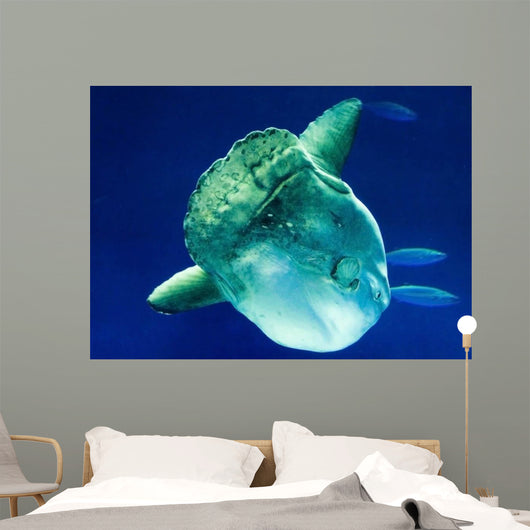 Sunfish Wall Decal