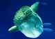 Sunfish Wall Decal
